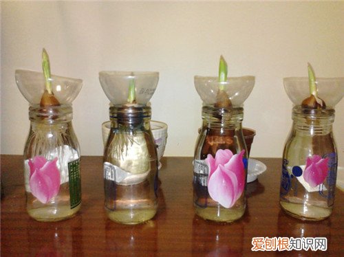 郁金香开花时间在什么时候 郁金香怎么栽植比较好