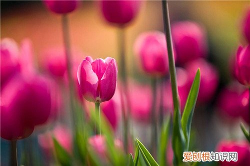 郁金香开花时间在什么时候 郁金香怎么栽植比较好