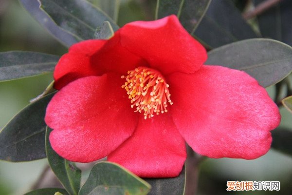 假大头茶花养殖方法 假大头茶的繁殖方法