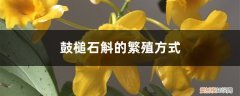 鼓槌石斛种植方法家庭 鼓槌石斛的繁殖方式