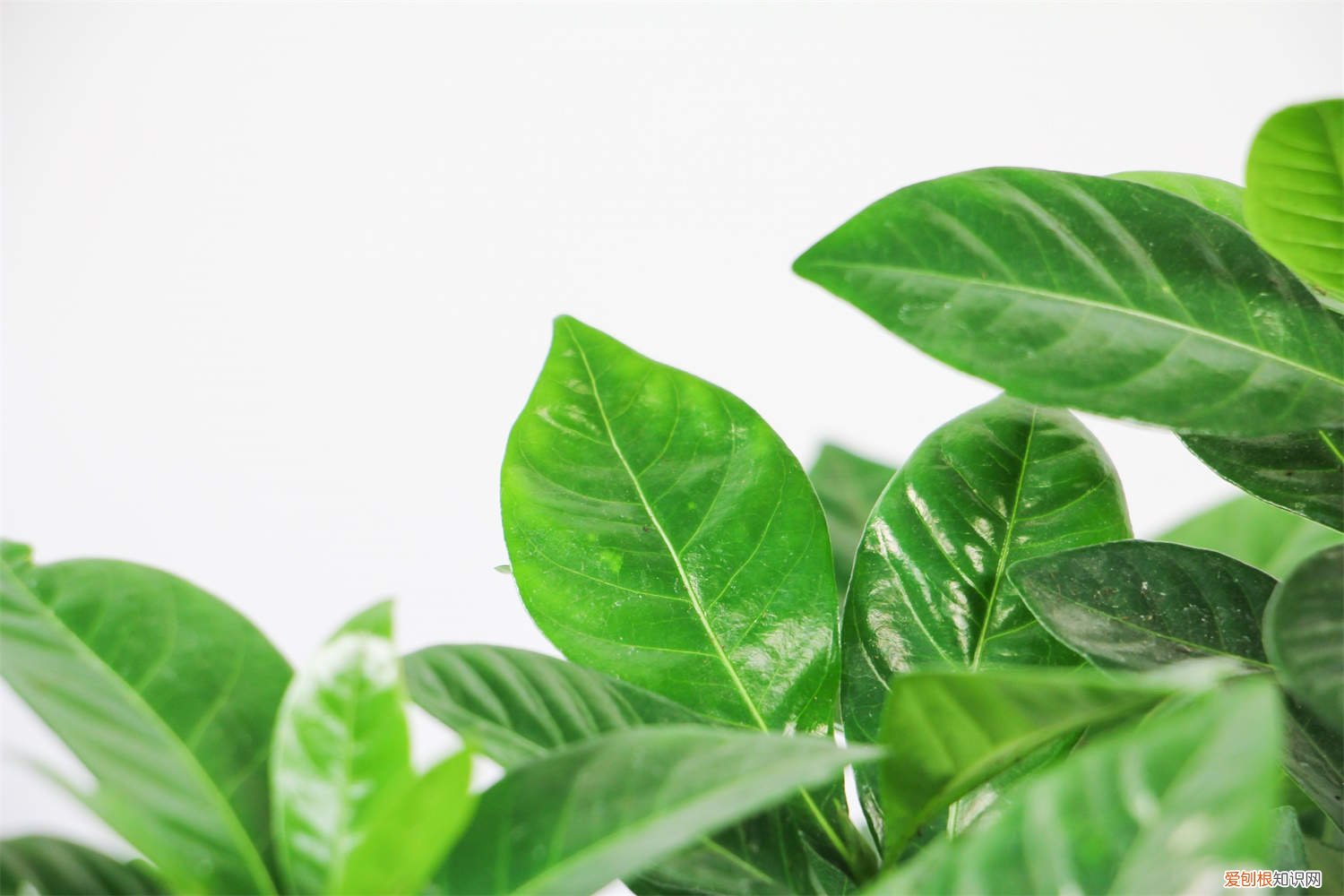 大叶栀子养殖方法 小叶栀子的繁殖方法