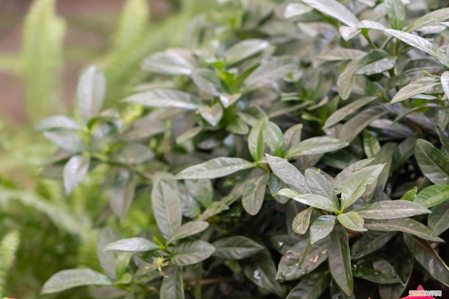 大叶栀子养殖方法 小叶栀子的繁殖方法