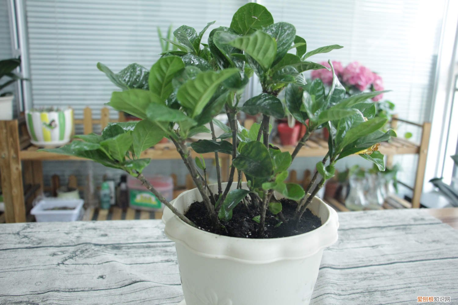 小叶栀子怎么修剪造型 小叶栀子怎么修剪