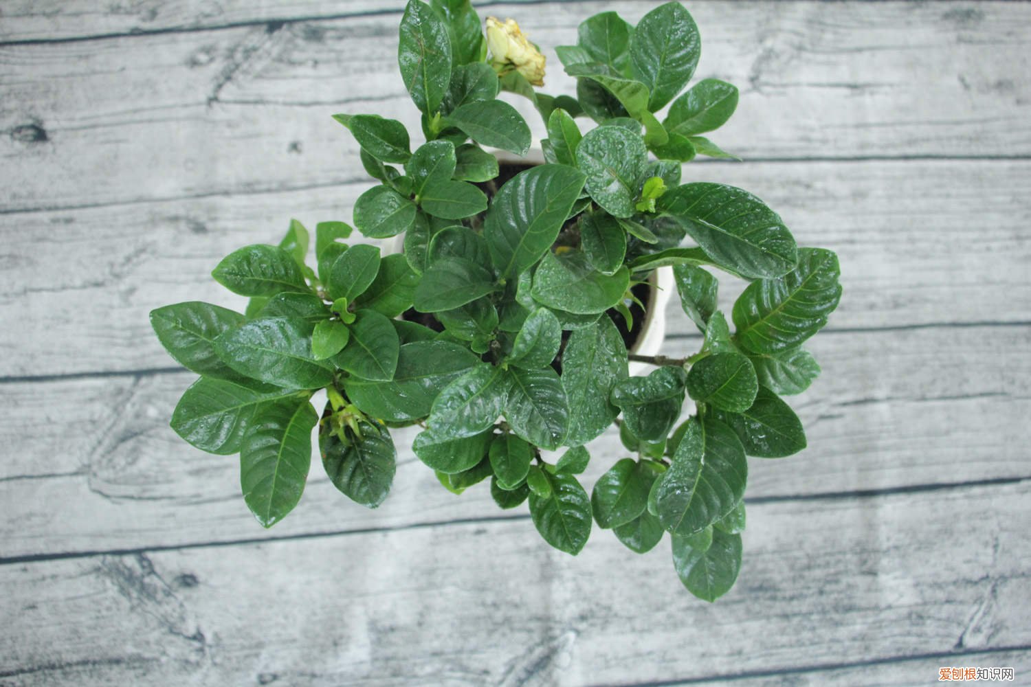 小叶栀子怎么修剪造型 小叶栀子怎么修剪