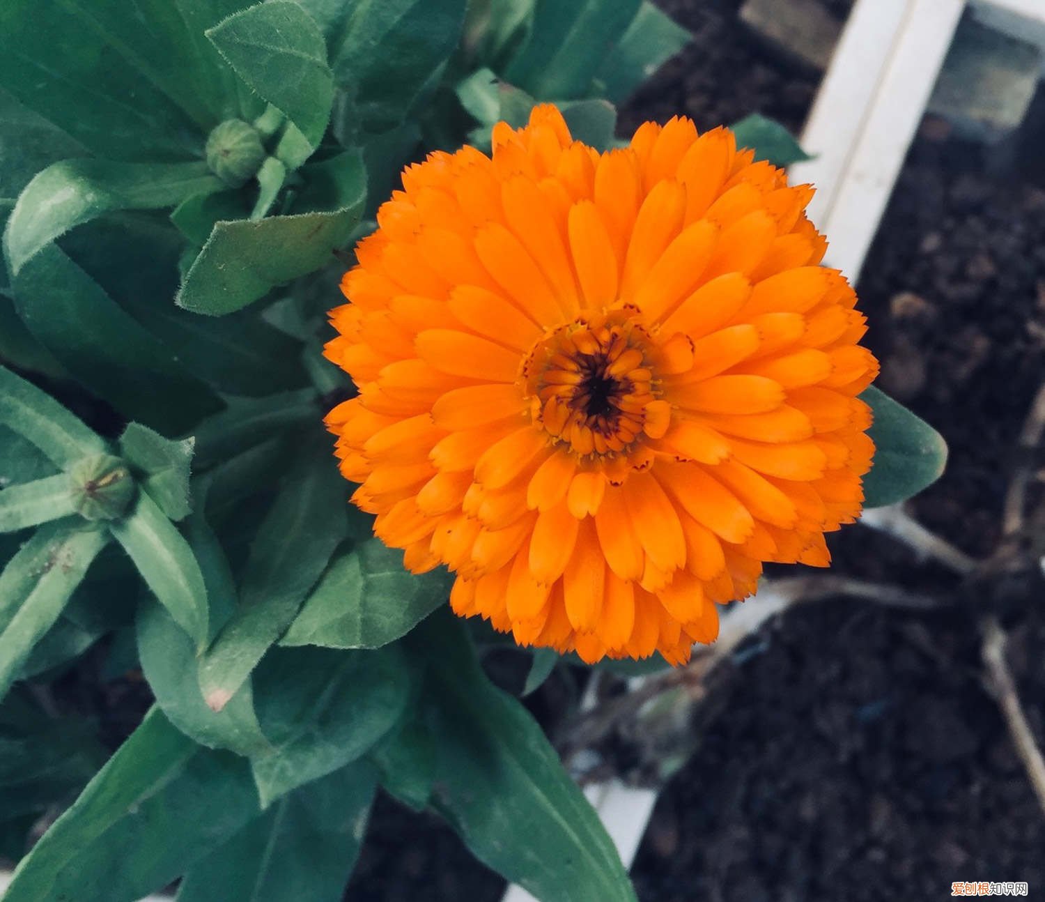 金盏花怎么打开 如何使金盏花在圣诞开