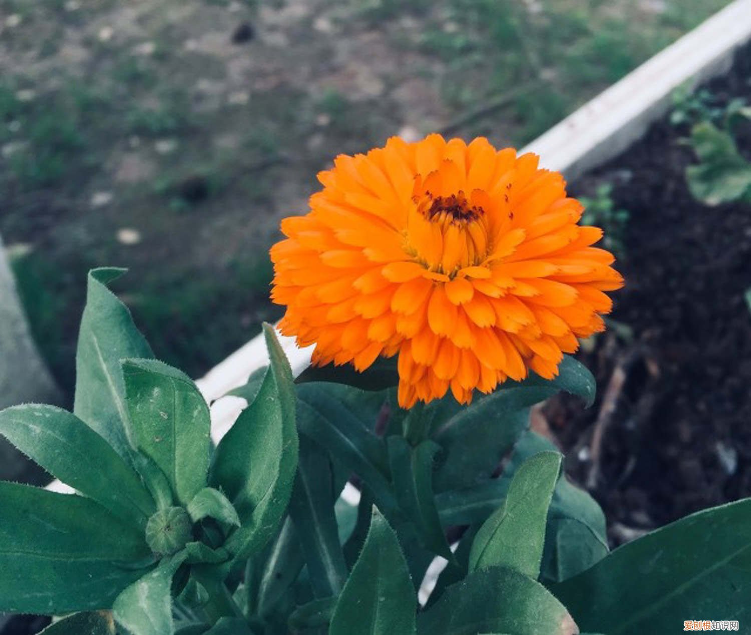 金盏花怎么打开 如何使金盏花在圣诞开