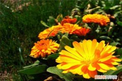 金盏花怎么打开 如何使金盏花在圣诞开