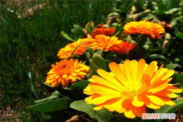 金盏花怎么打开 如何使金盏花在圣诞开