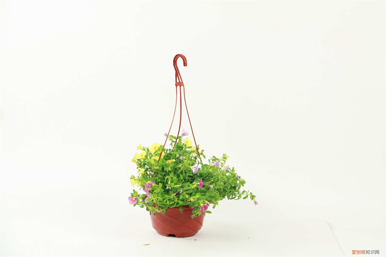 百万小铃开完花后如何修剪 百万小铃怎么修剪，如何快速复花