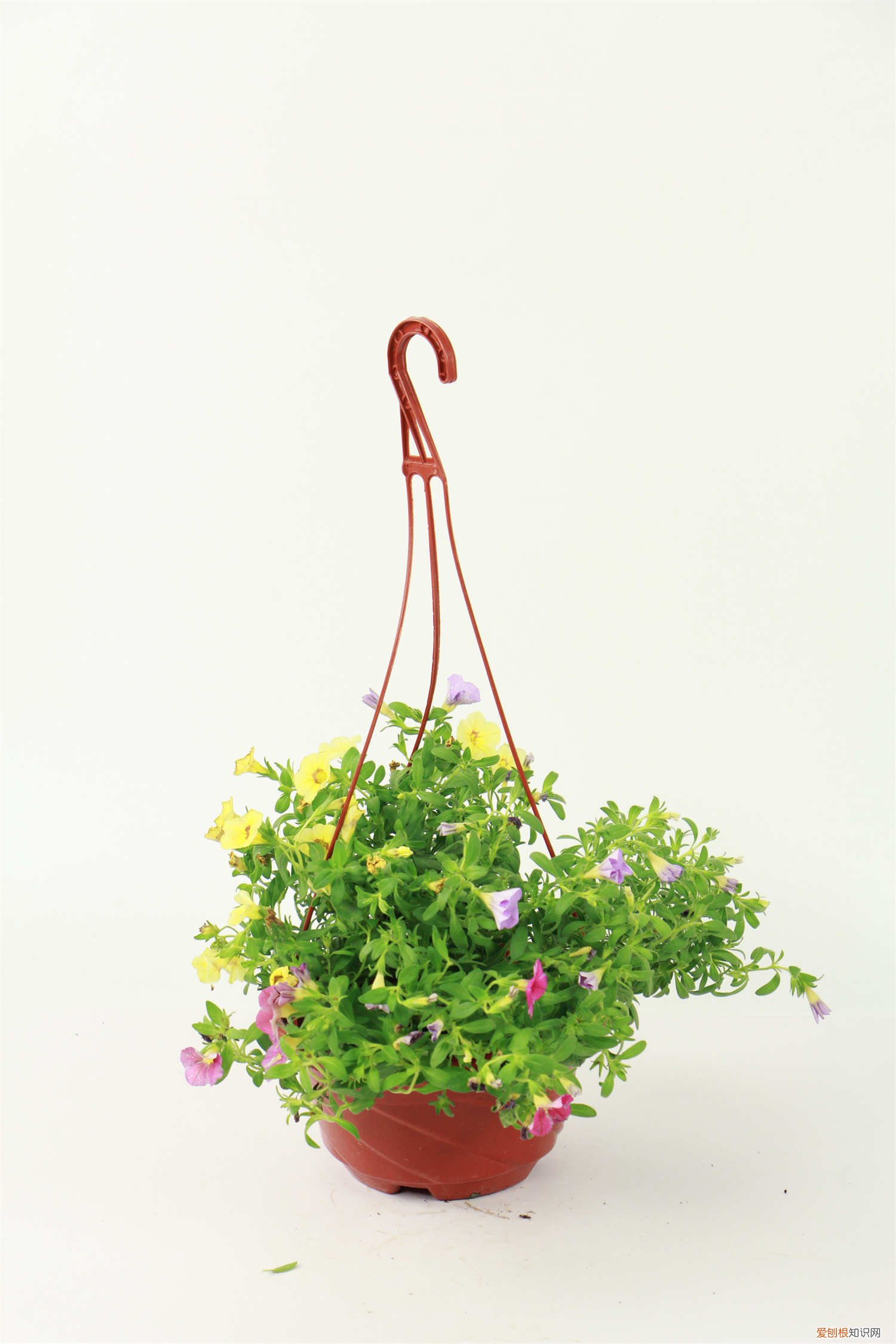 百万小铃开完花后如何修剪 百万小铃怎么修剪，如何快速复花