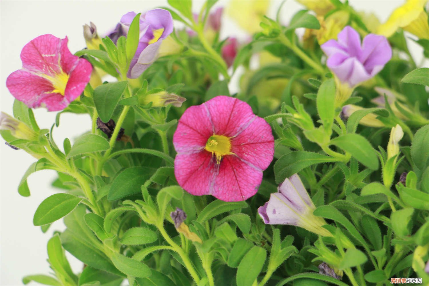 百万小铃开完花后如何修剪 百万小铃怎么修剪，如何快速复花