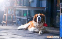 狗狗吐黄水但是精神好怎么回事 可能是饮食有问题