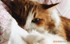 猫猫道歉的表现 猫的道歉方式