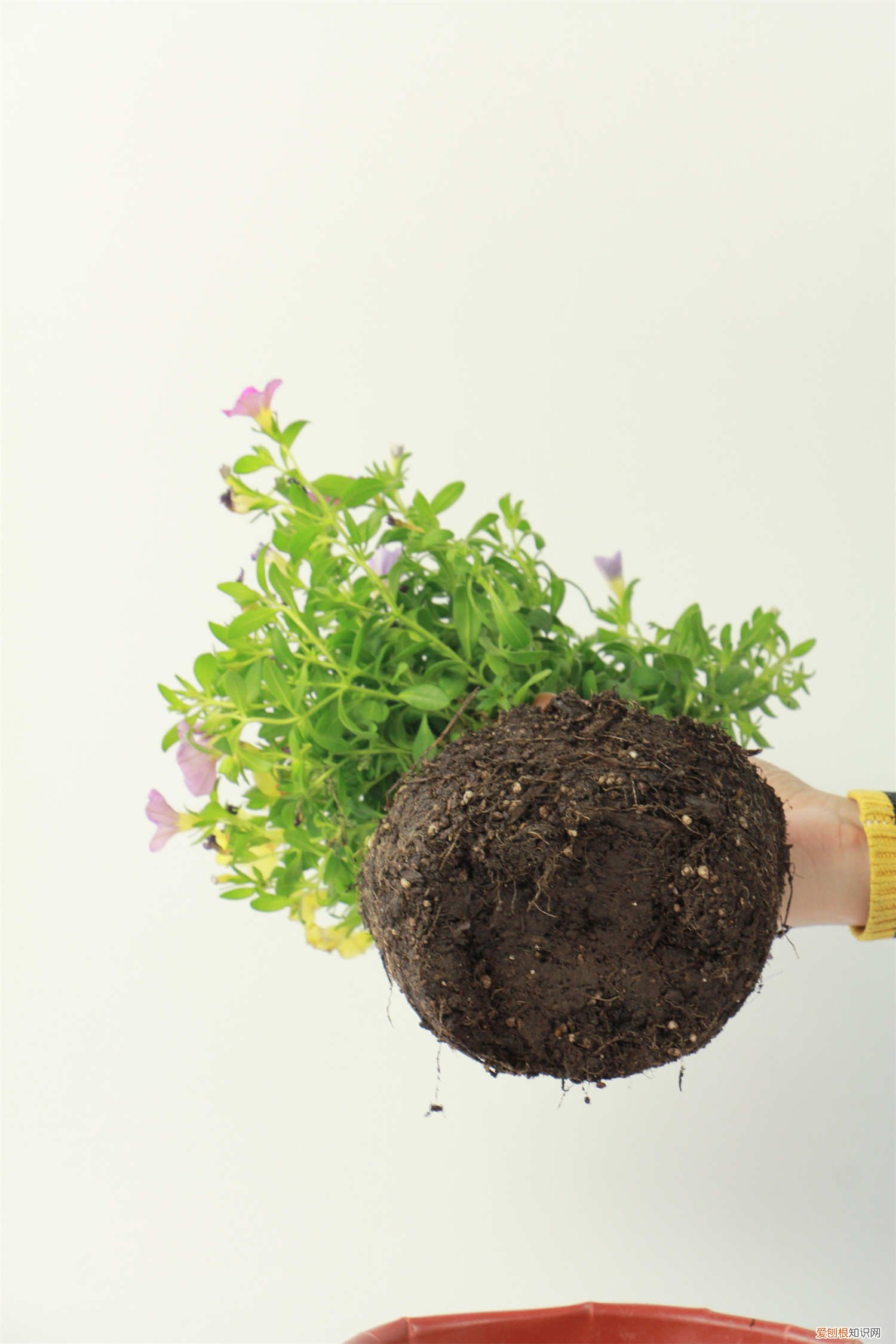 百万小铃晒太阳叶子突然蔫了 百万小铃怎么过冬，下面叶子枯萎怎么办