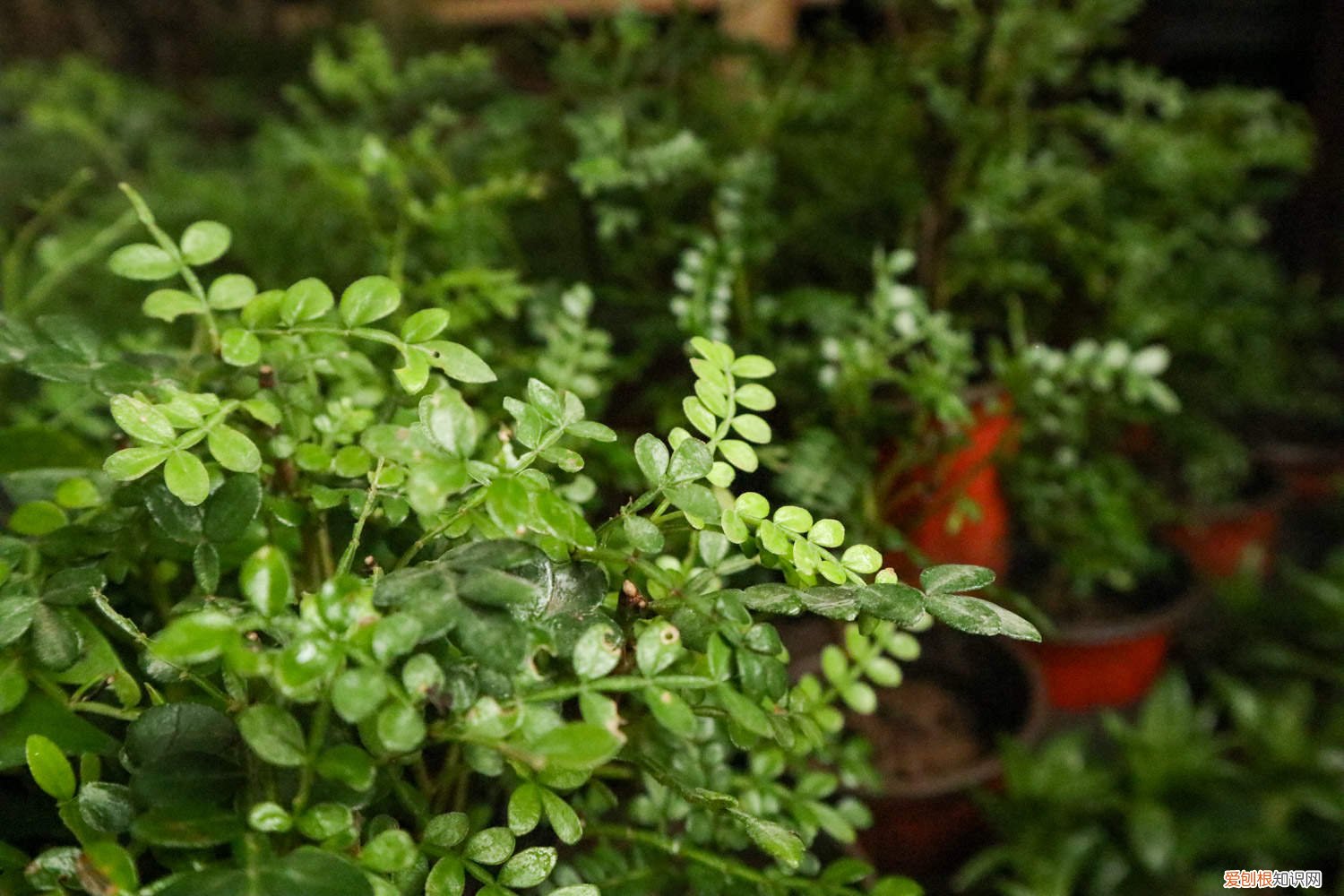 胡椒木怎么浇水