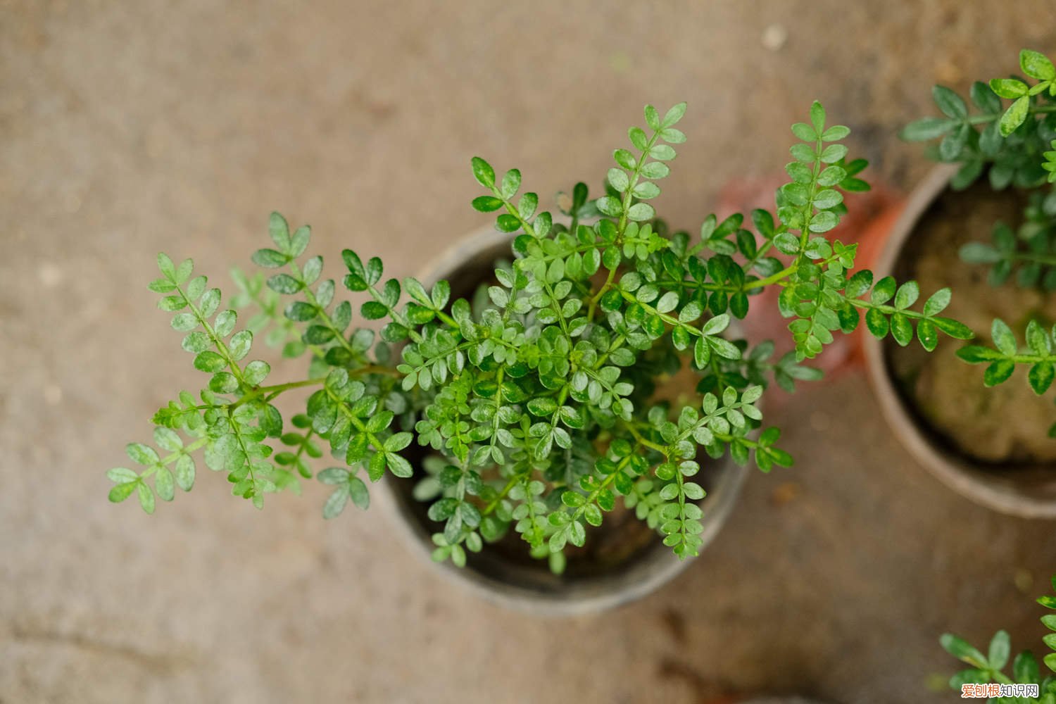 胡椒木怎么浇水