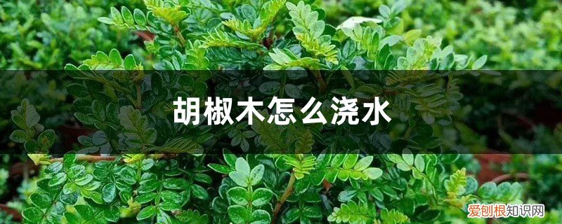 胡椒木怎么浇水