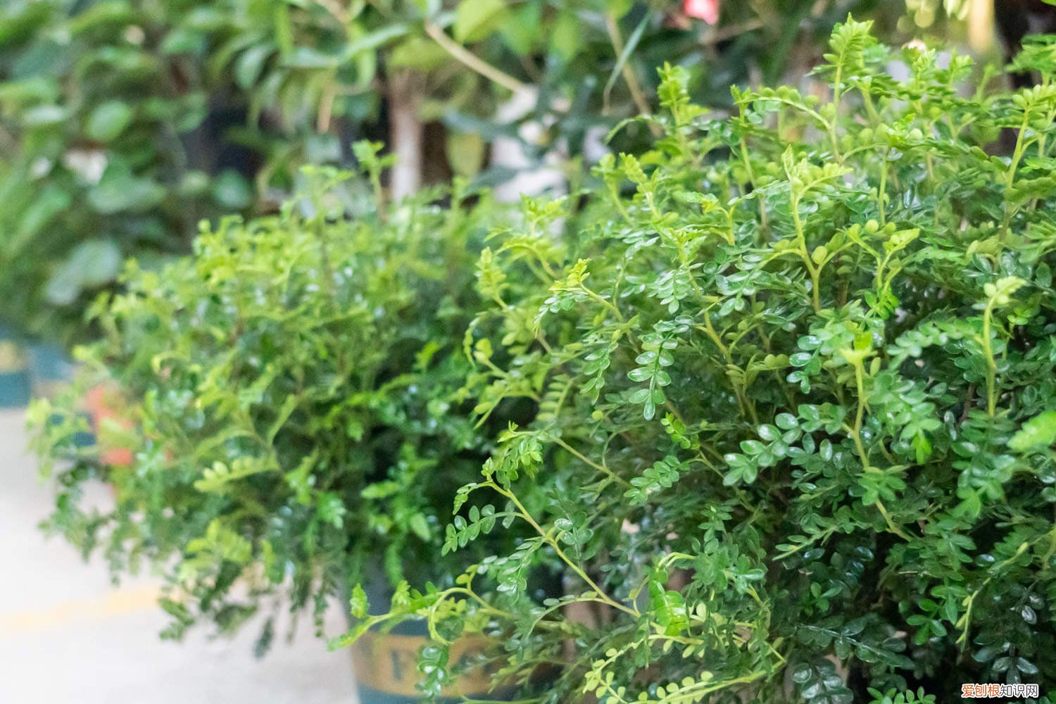 胡椒木怎么浇水