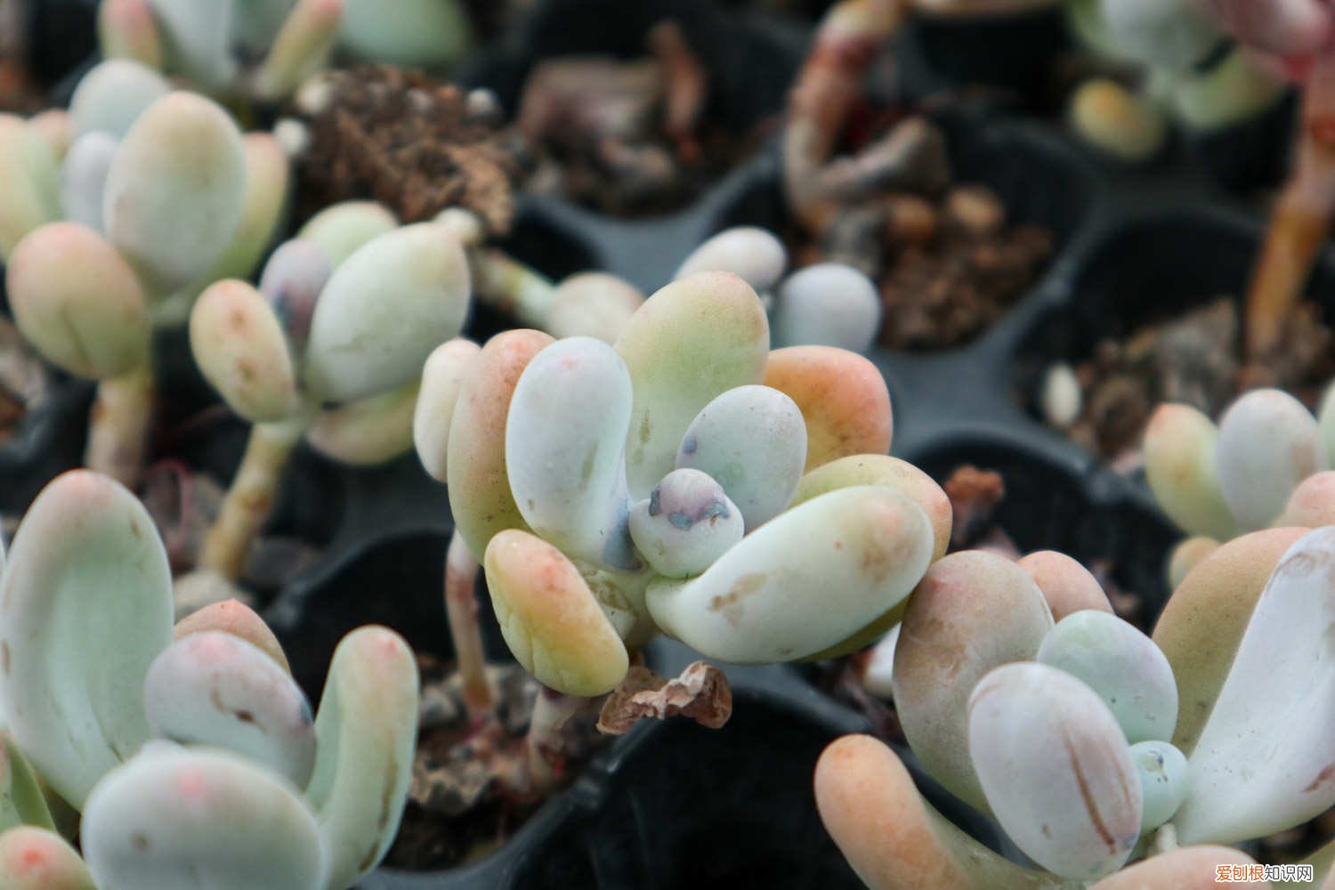 桃美人的花剑用剪吗 桃美人怎么砍头