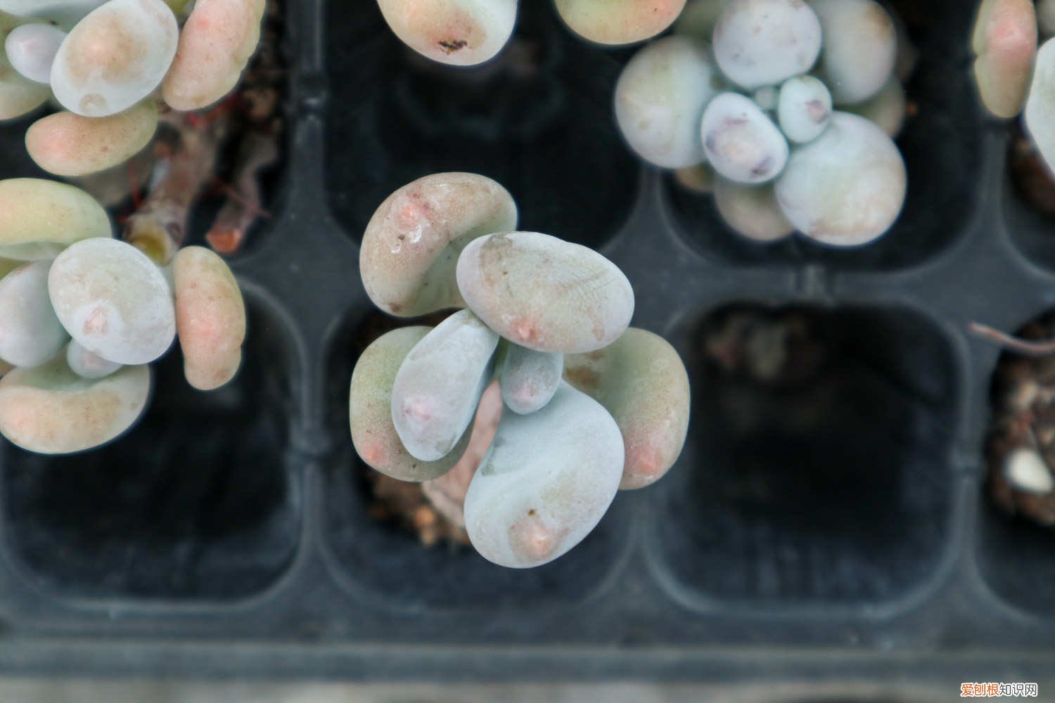 桃美人的养殖方法和注意事项 桃美人怎么养才红