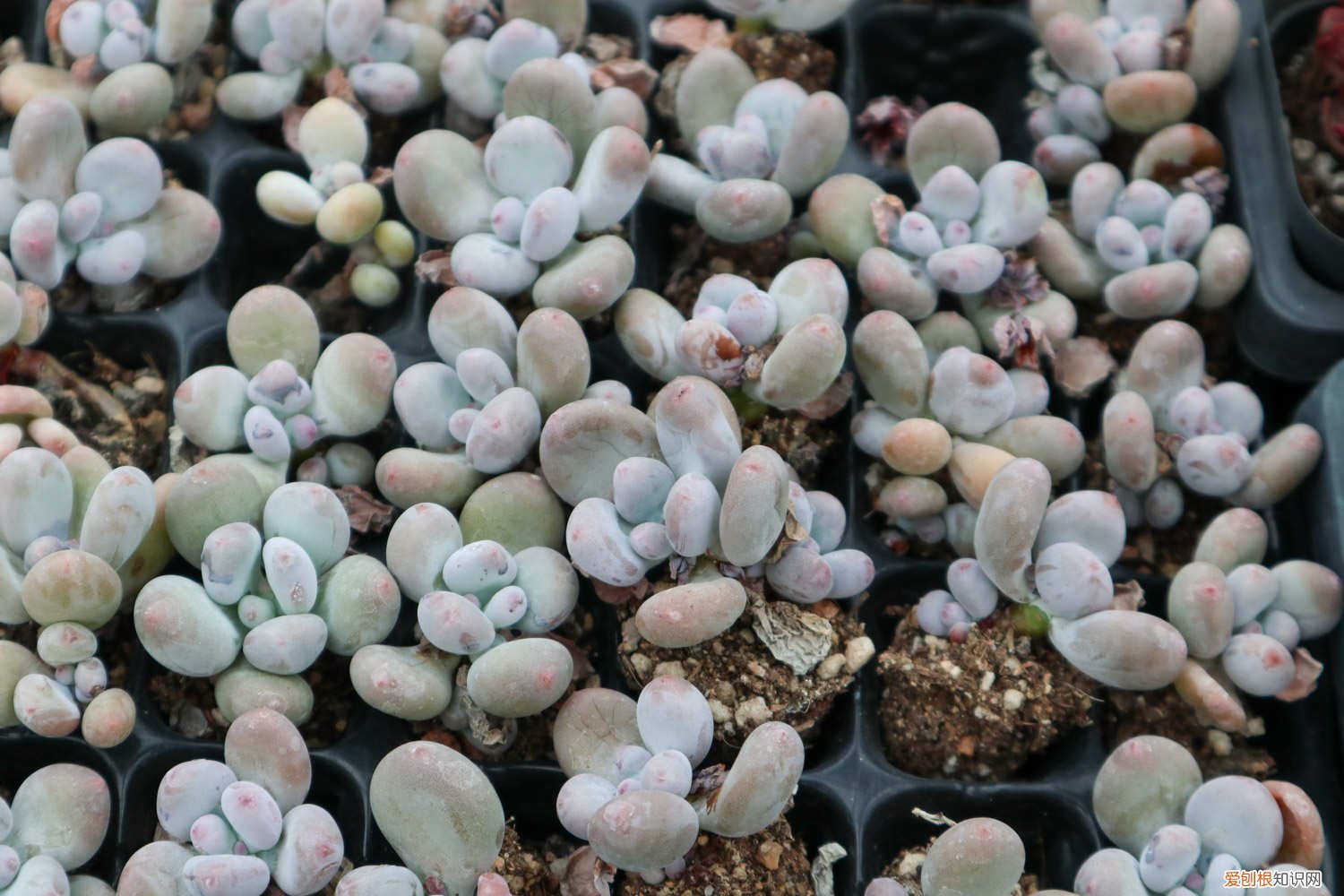 桃美人的养殖方法和注意事项 桃美人怎么养才红