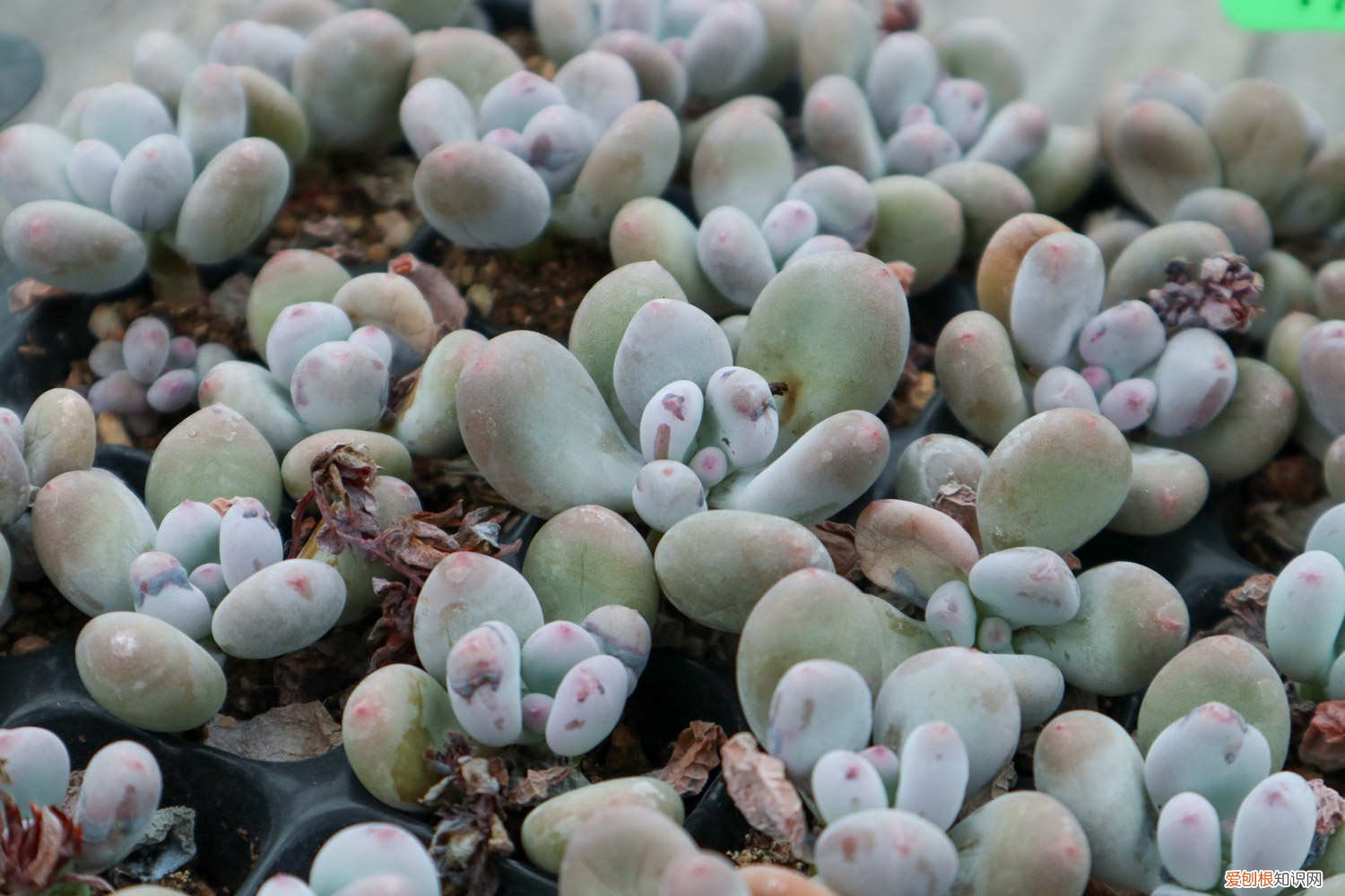 桃美人的养殖方法和注意事项 桃美人怎么养才红