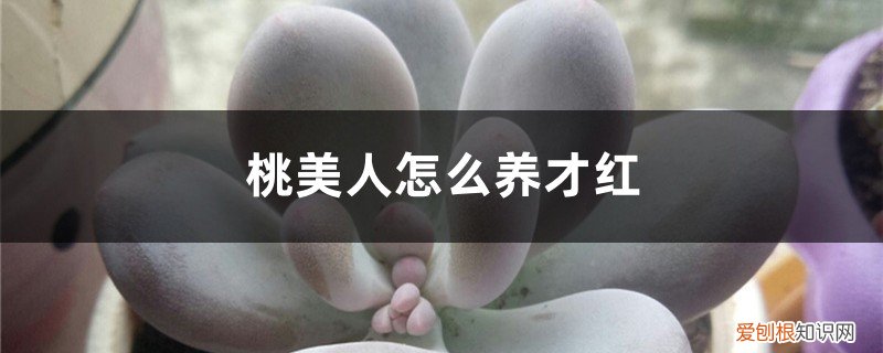 桃美人的养殖方法和注意事项 桃美人怎么养才红