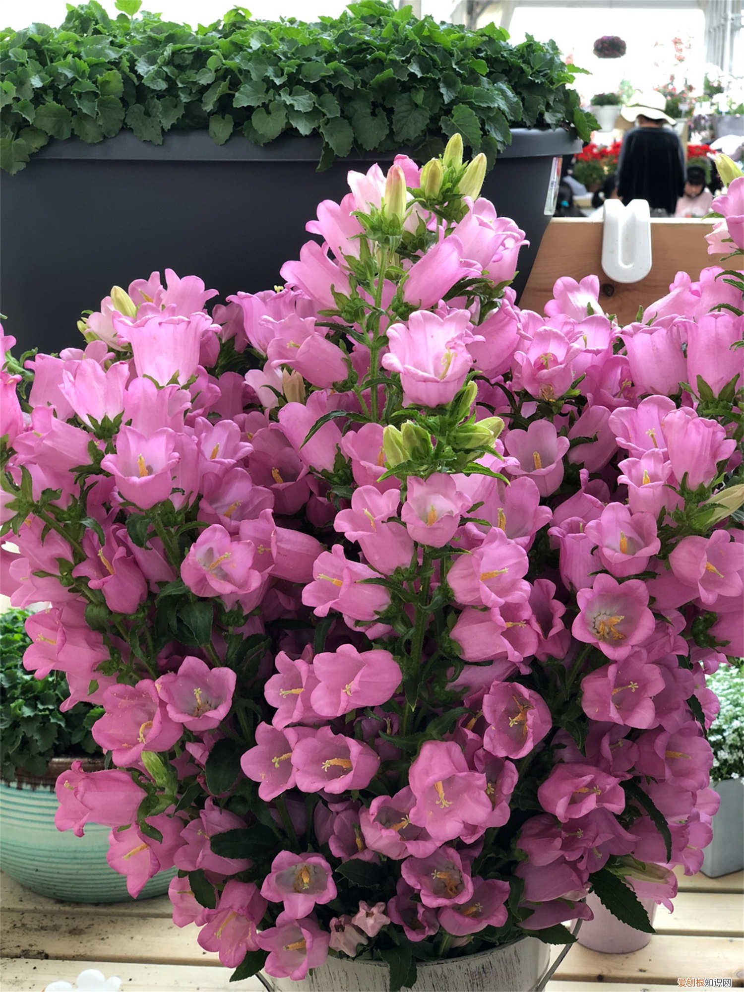 风铃草盆栽养护 风铃草盆栽怎么养