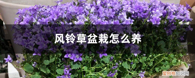 风铃草盆栽养护 风铃草盆栽怎么养