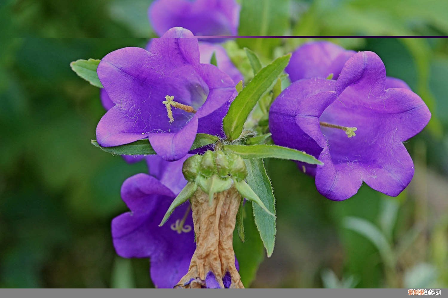 风铃草盆栽养护 风铃草盆栽怎么养