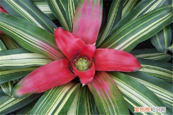 彩叶凤梨怎么繁殖 彩叶凤梨的繁殖方法