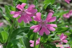 矮雪轮怎么种 矮雪轮怎么繁殖