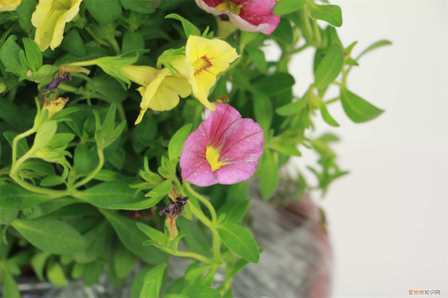 百万小铃怎样繁殖 百万小铃的繁殖方法，什么时候扦插