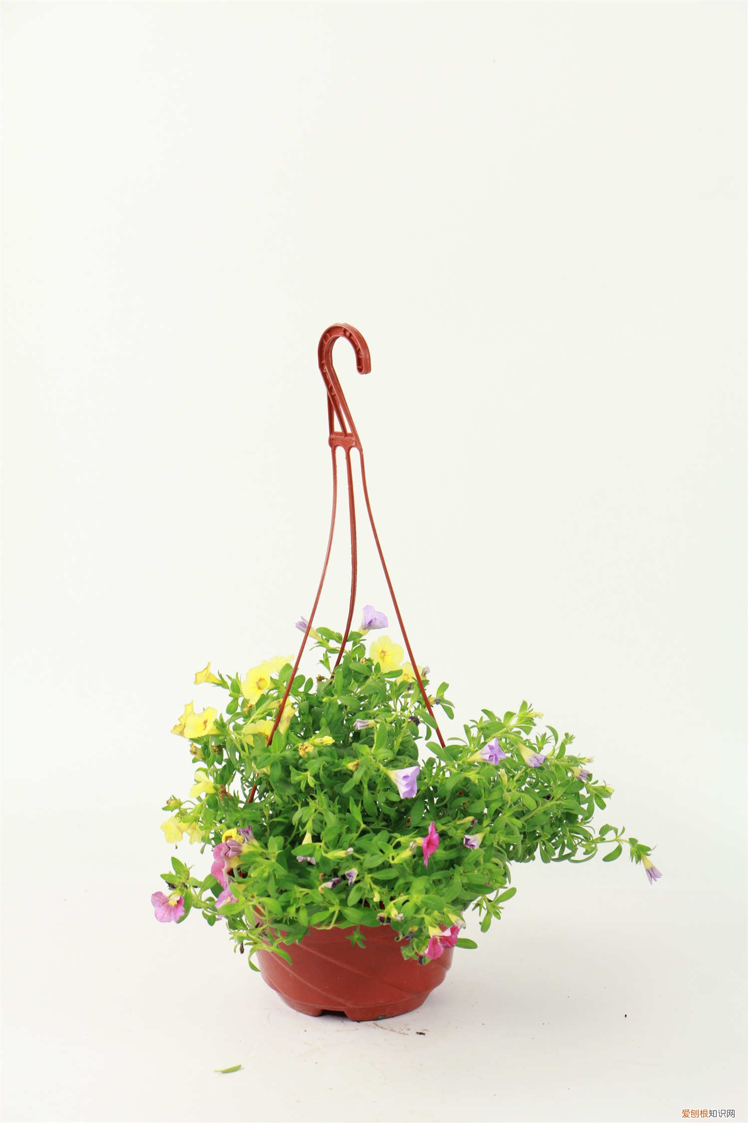 百万小铃怎样繁殖 百万小铃的繁殖方法，什么时候扦插