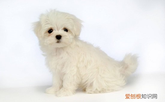 狗狗得了细小怎么办 狗狗得了细小要怎么做