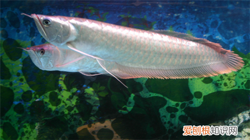 银龙鱼常见病都有哪些 银龙鱼一般能活多久