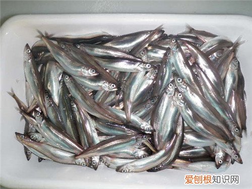 多春鱼产地哪里丰富 多春鱼的食用大全