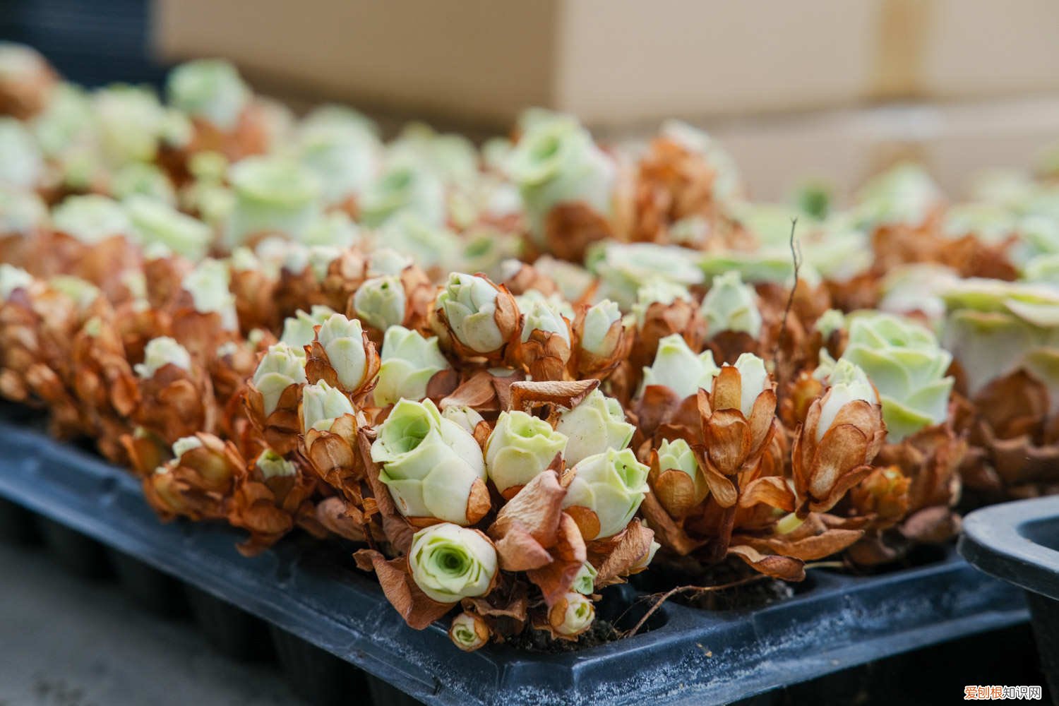 山地玫瑰休眠期能服盆吗图片 山地玫瑰休眠期能服盆吗？