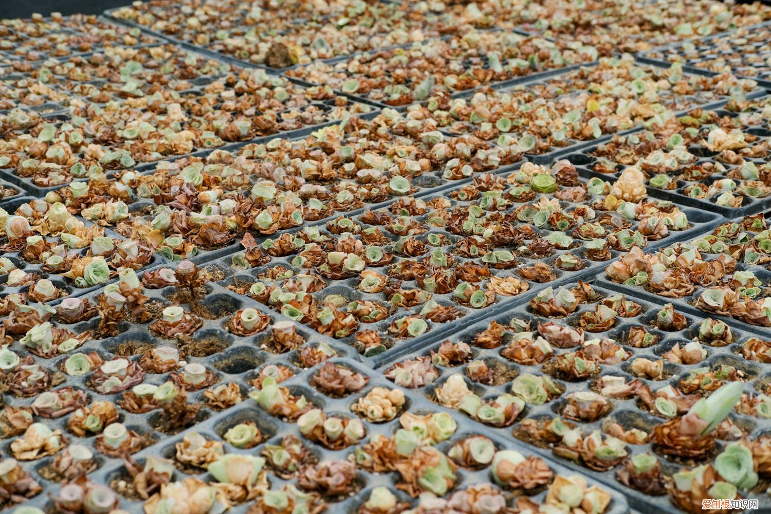 山地玫瑰休眠期能服盆吗图片 山地玫瑰休眠期能服盆吗？