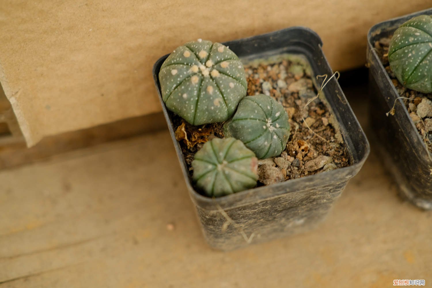 星兜仙人球怎么繁殖 星兜怎么繁殖