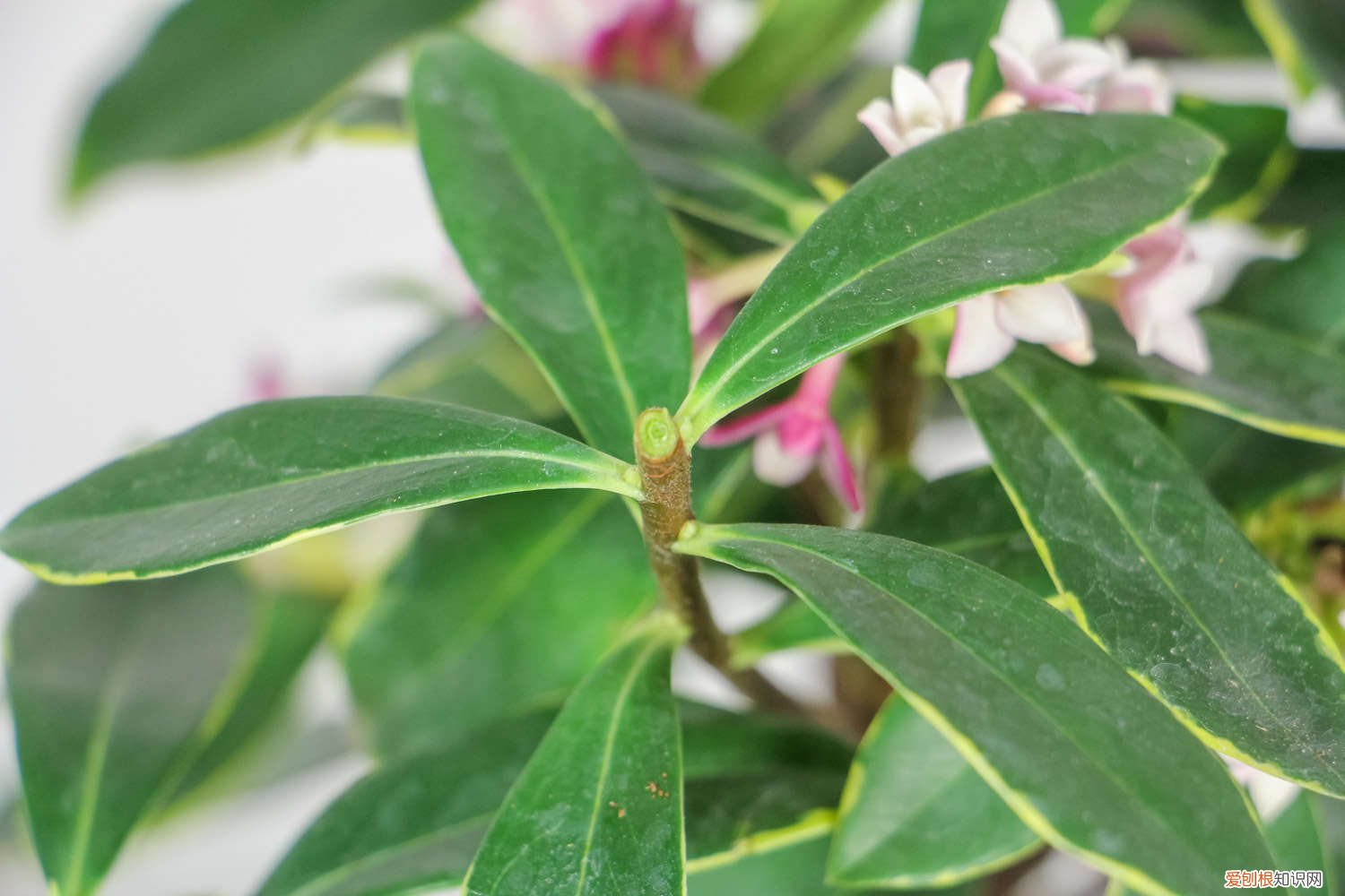 金边瑞香浇水过多怎么补救 金边瑞香怎么浇水，这样浇花都艳了！