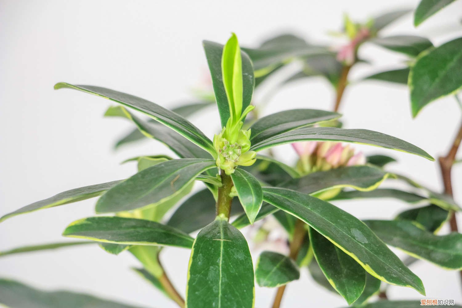 金边瑞香浇水过多怎么补救 金边瑞香怎么浇水，这样浇花都艳了！