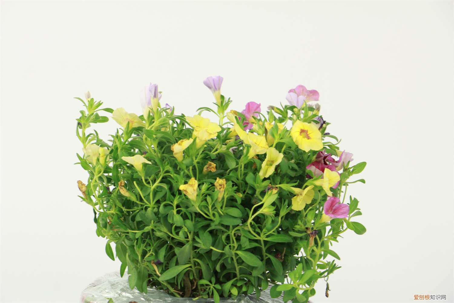 百万小铃如何养护 百万小铃怎么养护，百万小铃图片