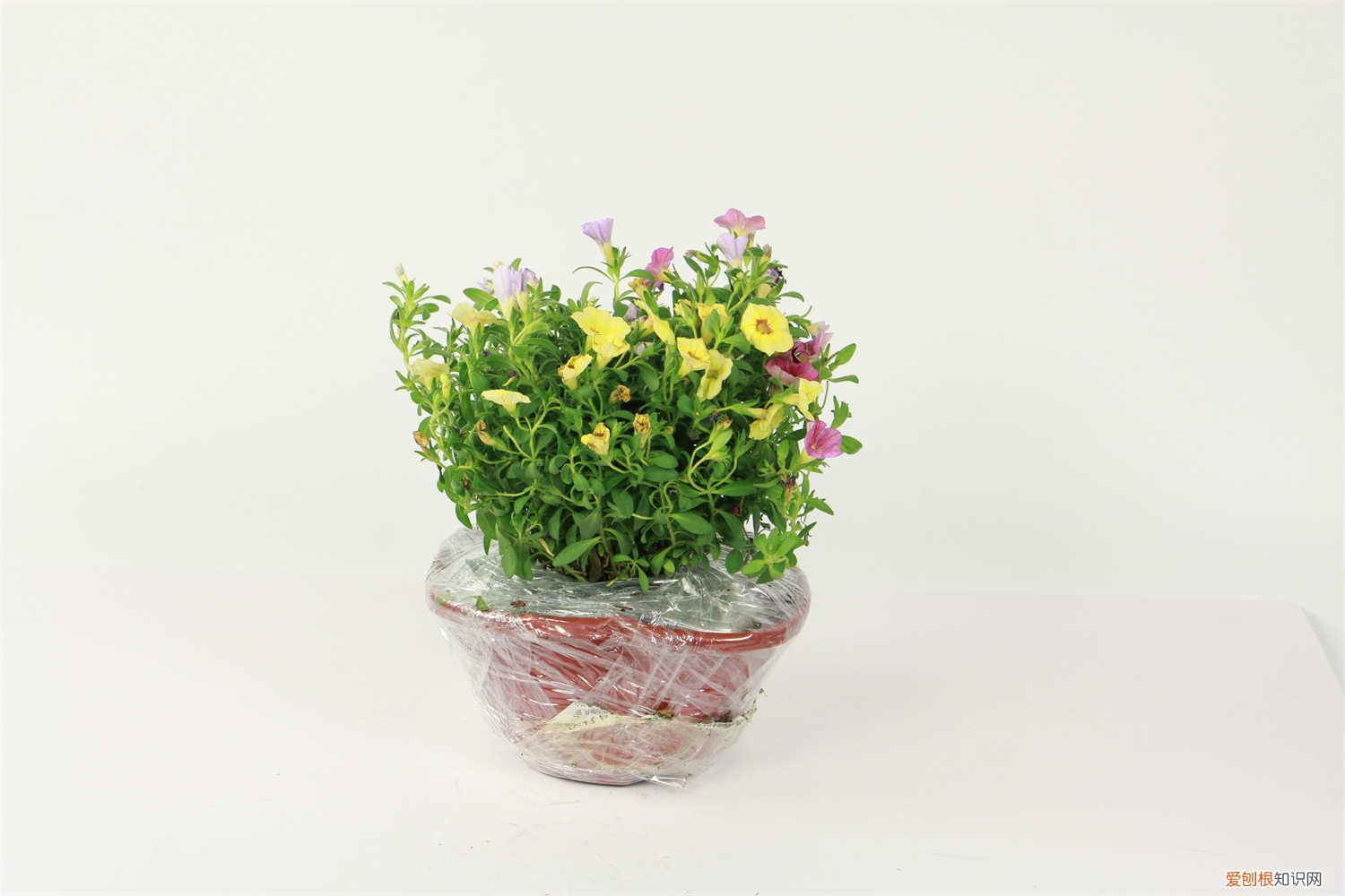 百万小铃如何养护 百万小铃怎么养护，百万小铃图片