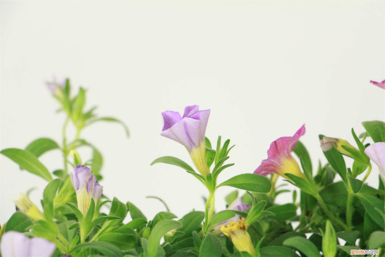 百万小铃如何养护 百万小铃怎么养护，百万小铃图片