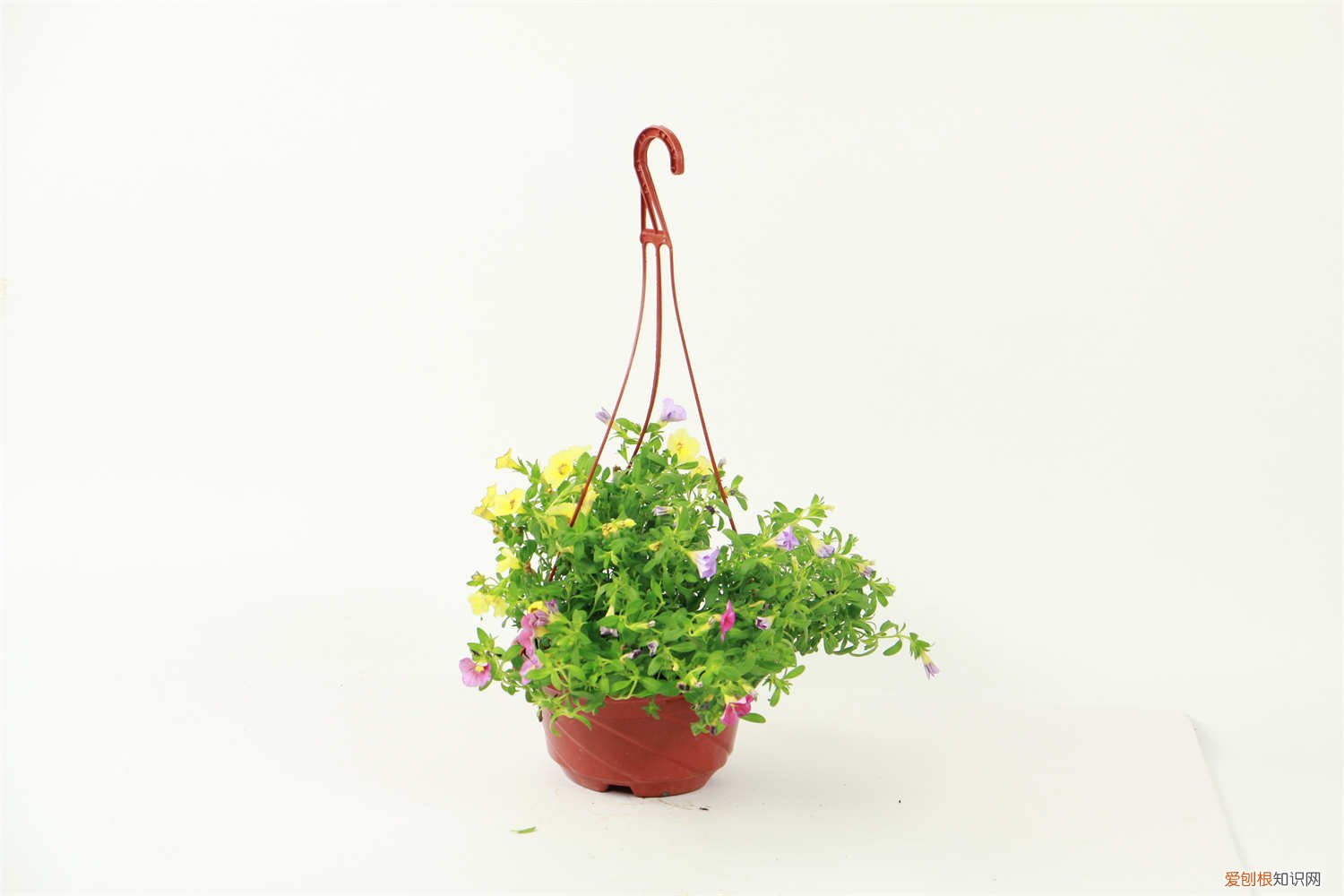 百万小铃如何养护 百万小铃怎么养护，百万小铃图片