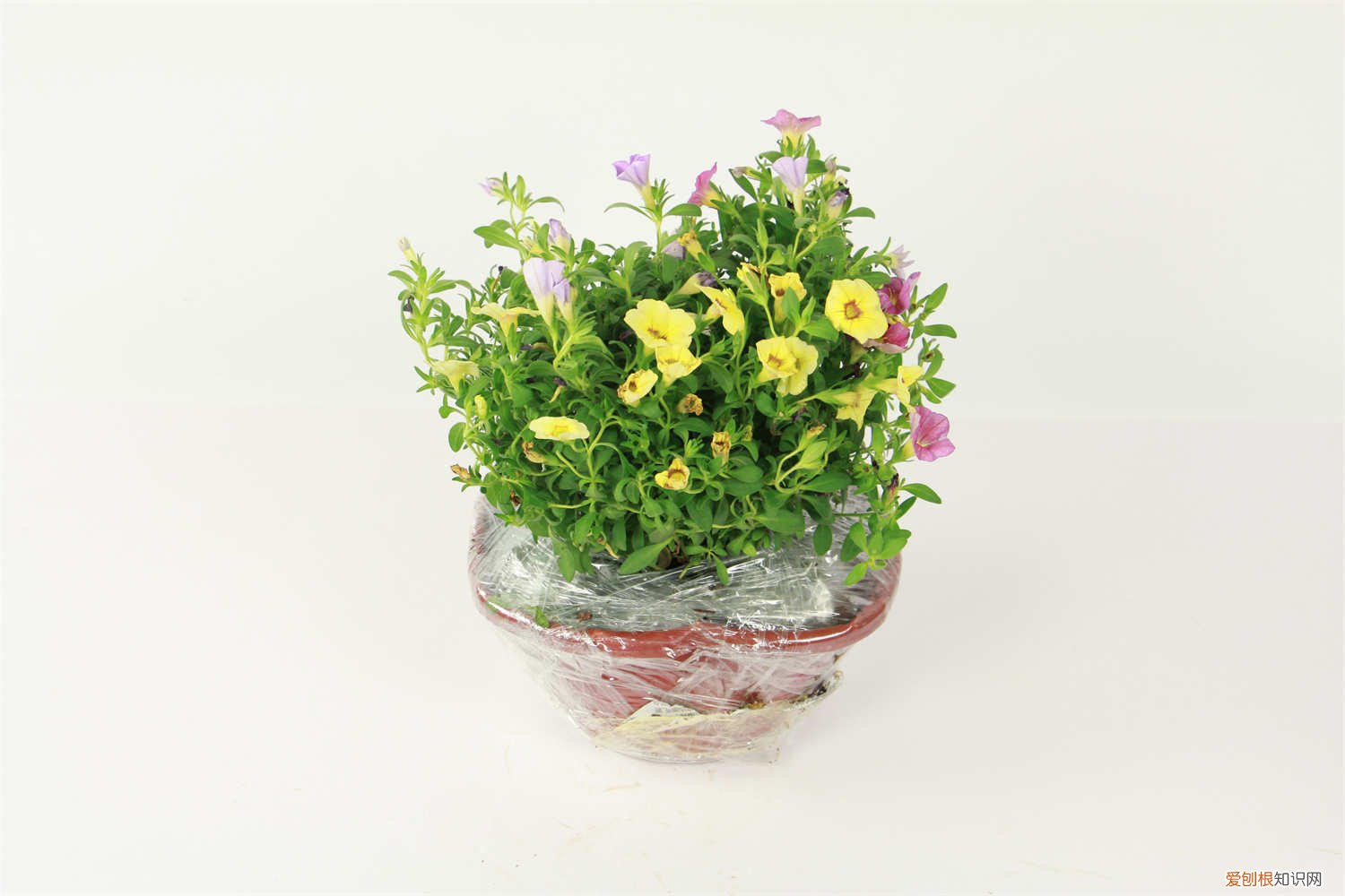 百万小铃如何养护 百万小铃怎么养护，百万小铃图片