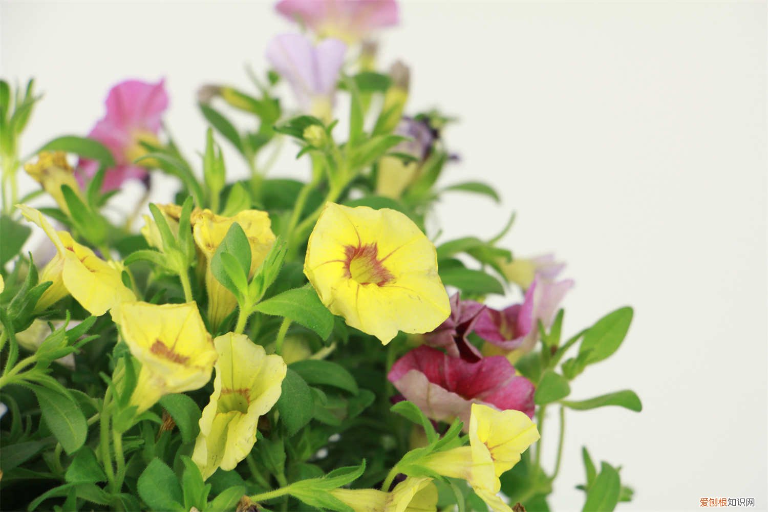 百万小铃如何养护 百万小铃怎么养护，百万小铃图片