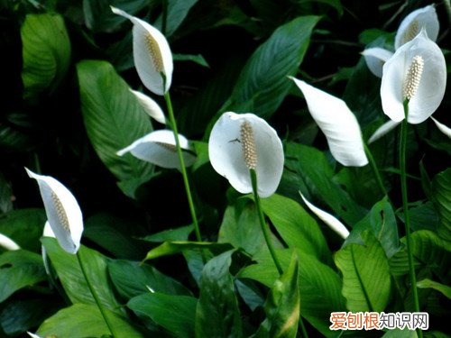 一帆风顺花图片及介绍 如何养殖一帆风顺