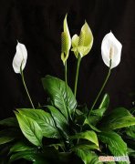 一帆风顺花图片及介绍 如何养殖一帆风顺